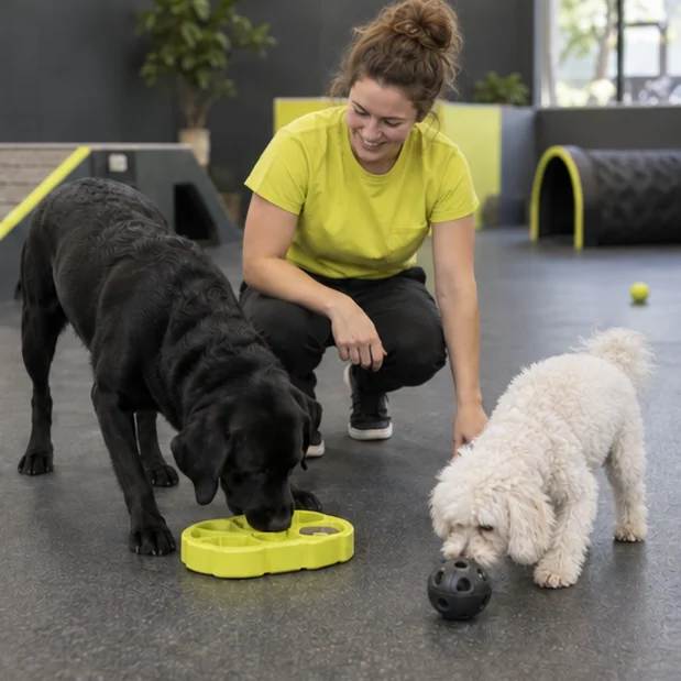 A team member watching a black Labrador and a white poodle explore puzzle toys
