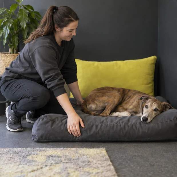 A team member settling a dog onto a soft bed in a quiet room